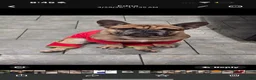 French Bulldog dogs for sale: French Bulldog 1 - Ad 5