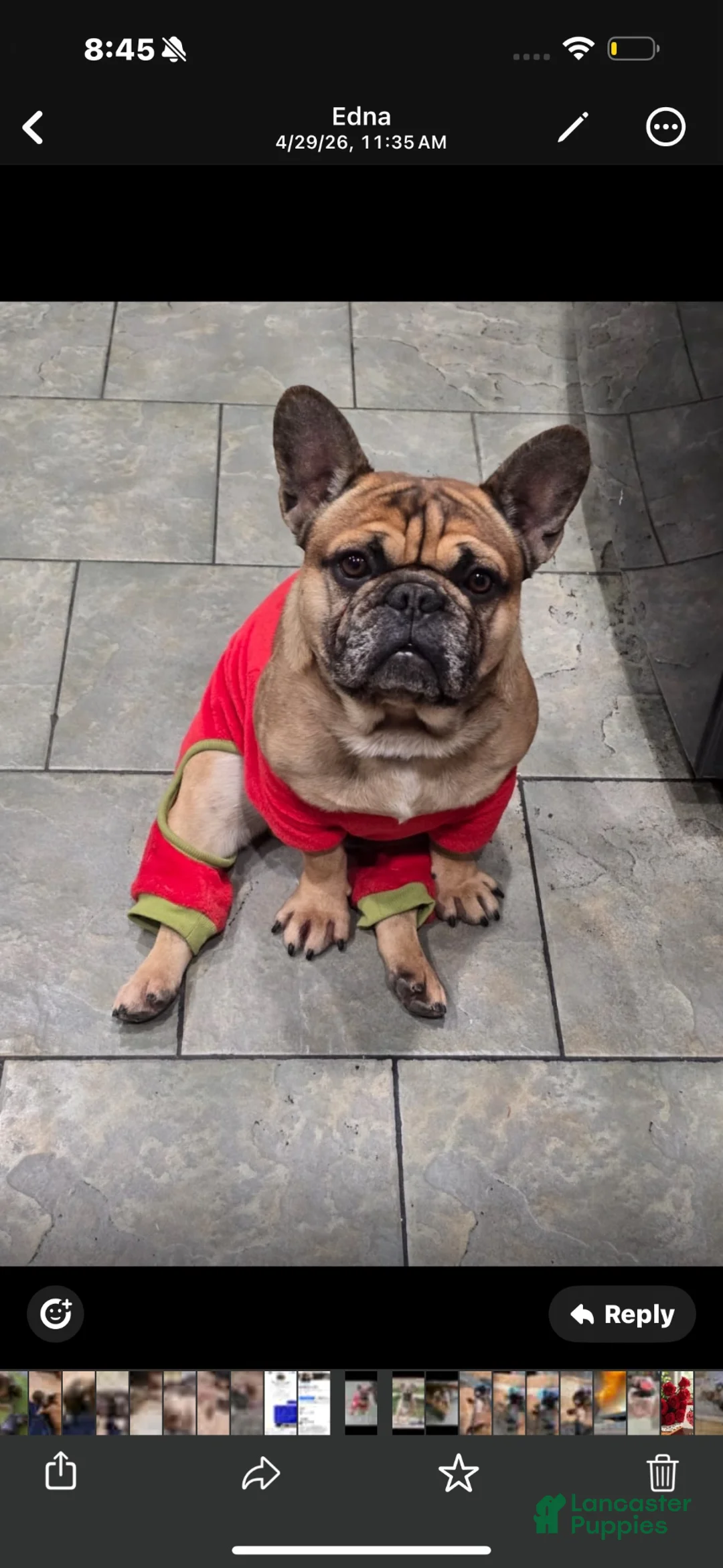 French Bulldog dogs for sale: French Bulldog 1 - Ad 5