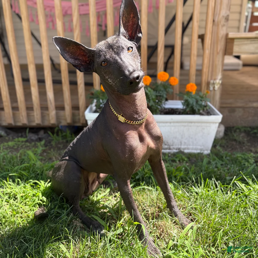 Xoloitzcuintle dogs for sale: Xoloitzcuintle 1 Wolverine  - Ad 2