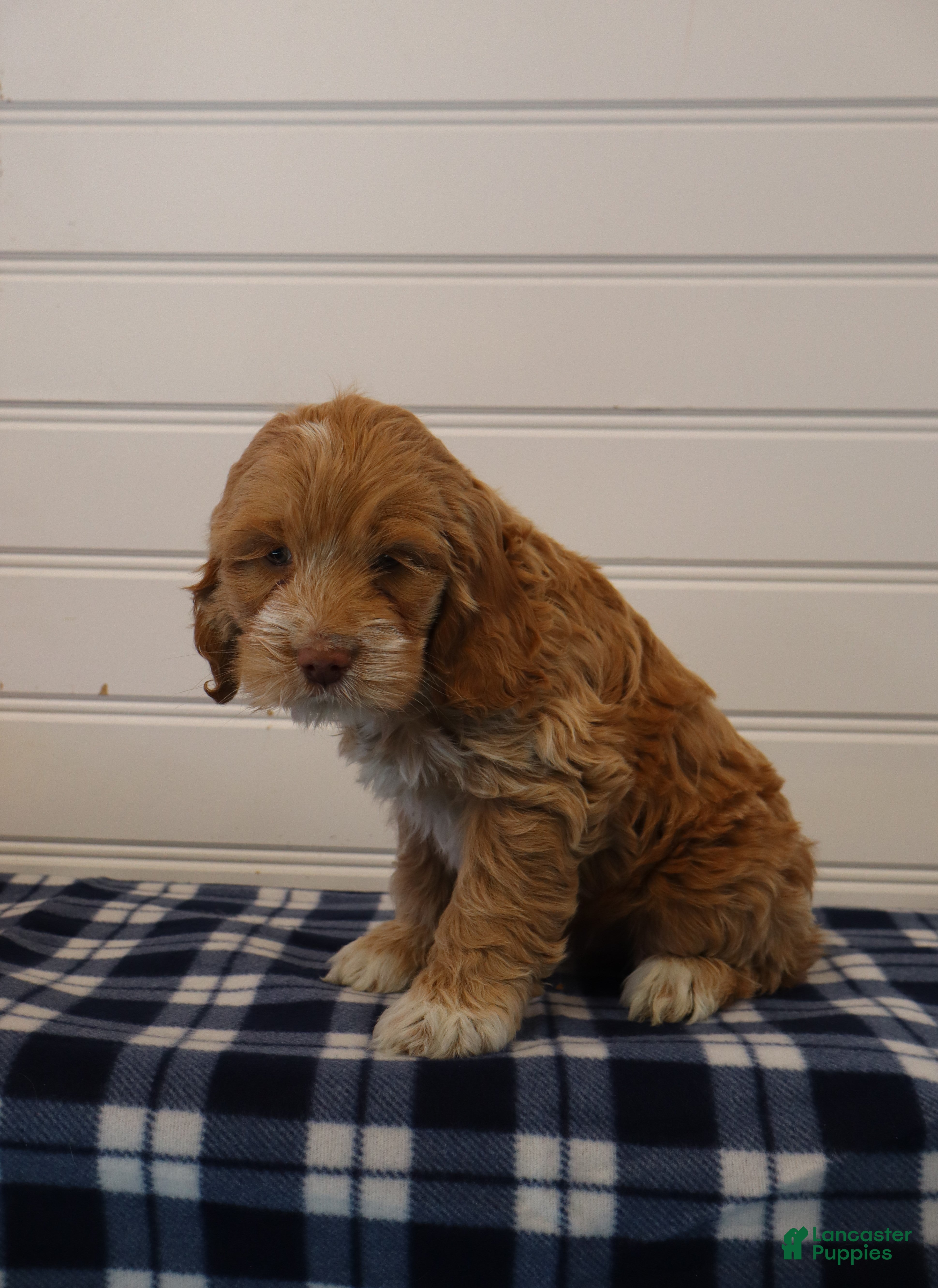 Cockapoo dogs Cooper - Ad 7