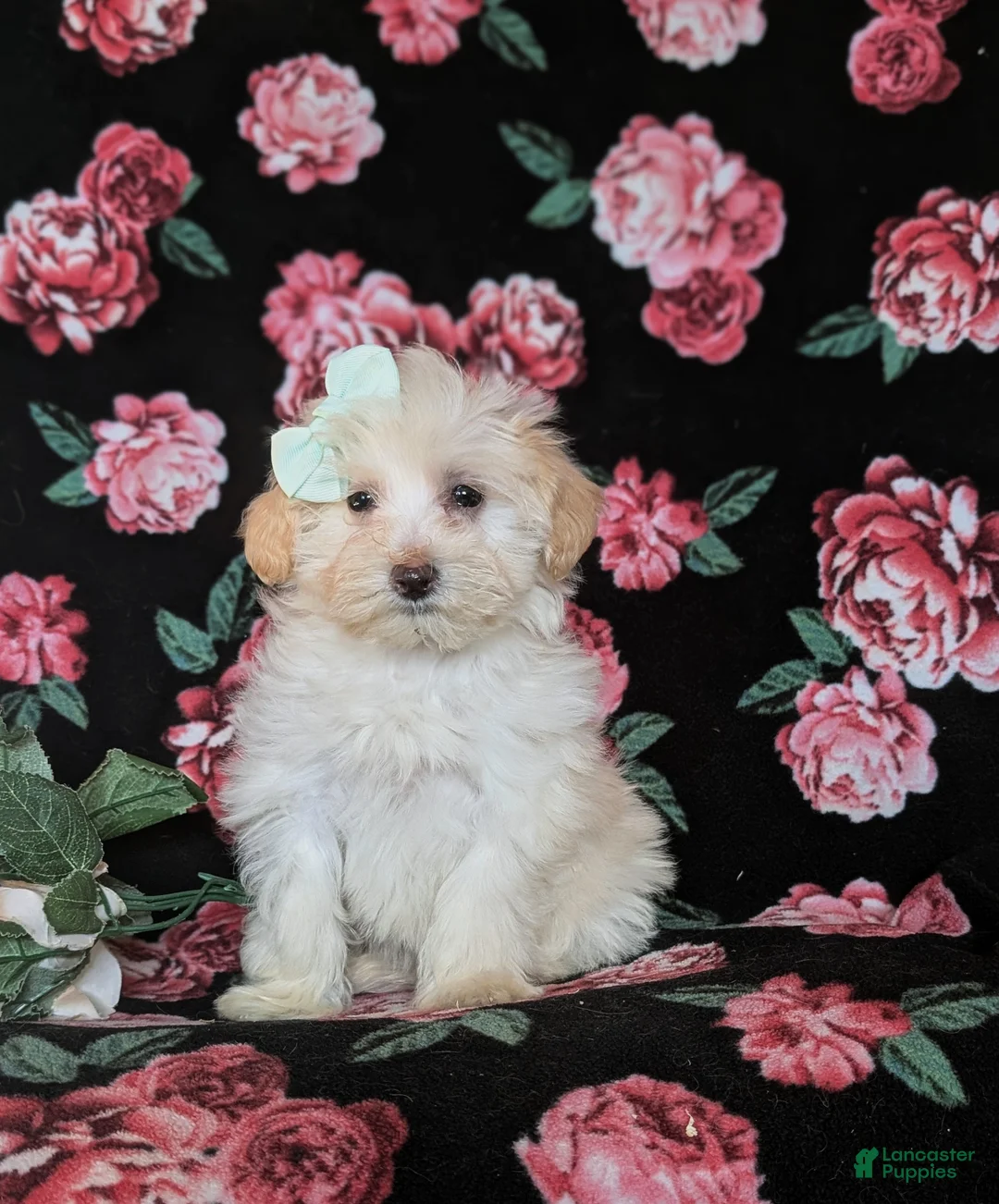 Maltipoo dogs for sale: Desiree - Ad 4