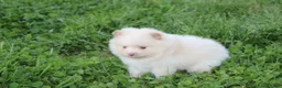 Pomeranian dogs for sale: Teddy  - Ad 8