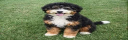 Bernedoodle dogs for sale: Nova - Ad 5