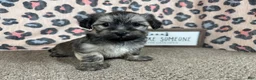 Havanese dogs for sale: Havanese 1 - Ad 7