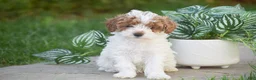 Miniature Poodle dogs for sale: Giselle - Ad 1