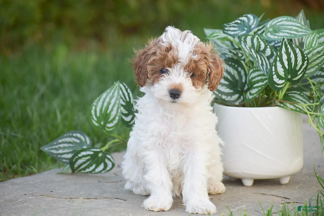 Miniature Poodle dogs for sale: Giselle - Ad 1