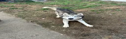 Siberian Husky dogs for sale: Cowboy - Ad 6