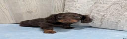 Miniature Dachshund dogs for sale: Lincoln - Ad 3