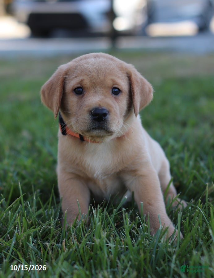 Labrador Retriever dogs Goldie - Ad 1
