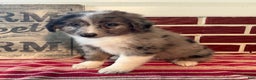Mixed Breed dogs for sale: Sandy - Ad 4