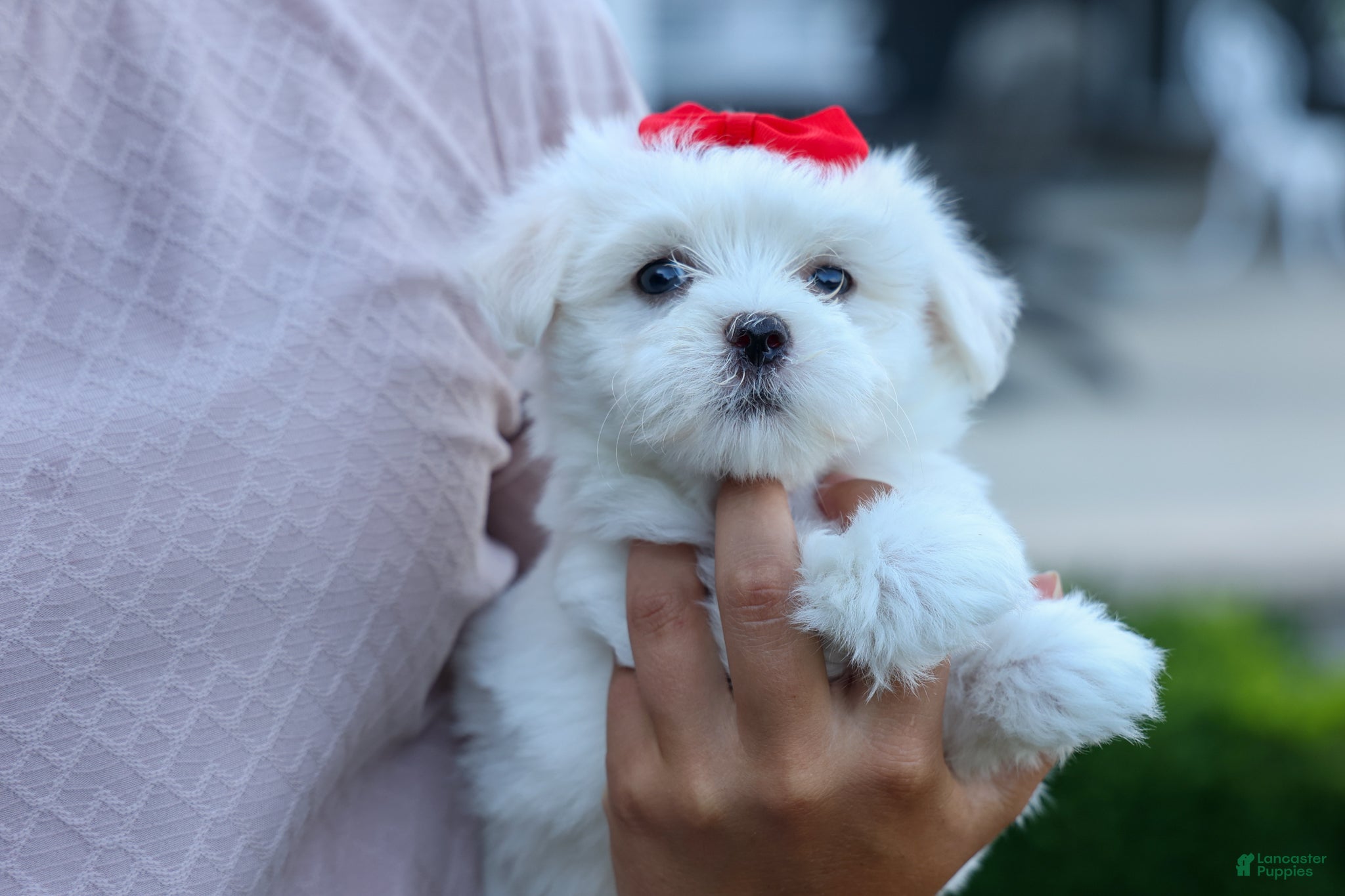 Maltese dogs OLLIE - Ad 1