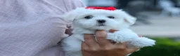 Maltese dogs for sale: OLLIE - Ad 1