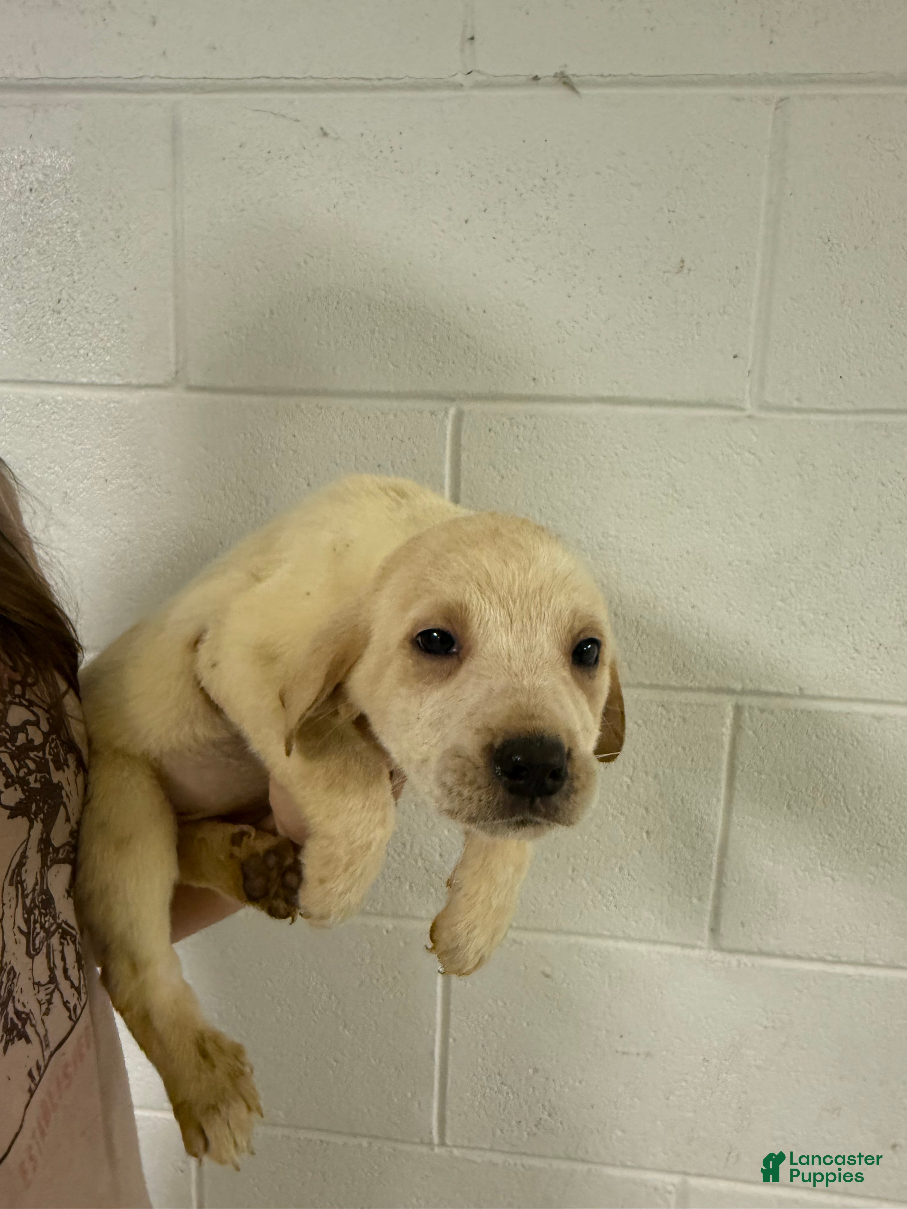 Mixed Breed dogs for sale: Mixed Breed Puppy 8 - Ad 4