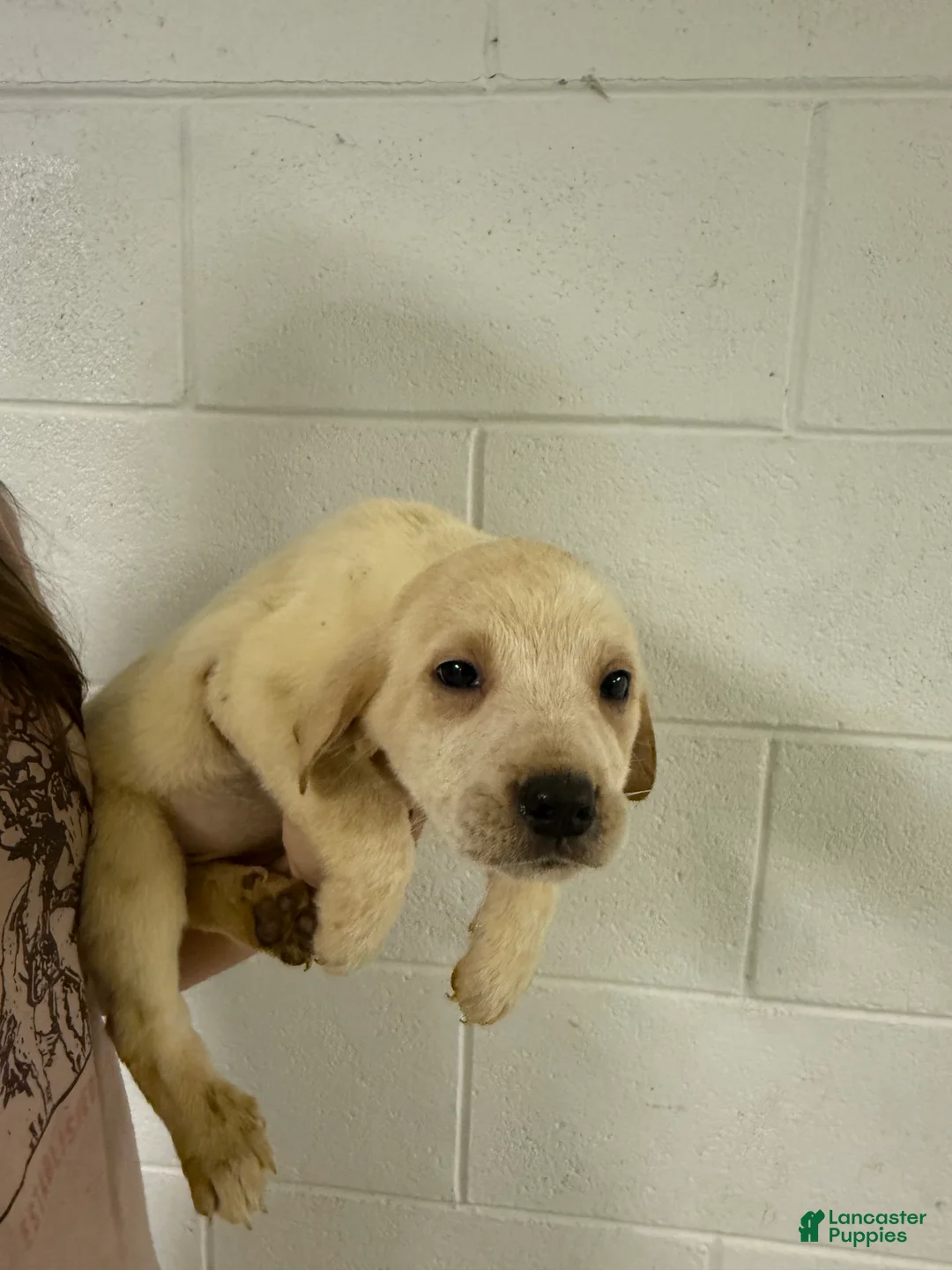 Mixed Breed dogs for sale: Mixed Breed Puppy 8 - Ad 1