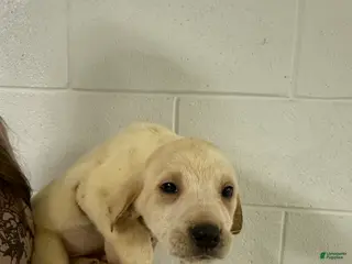 Mixed Breed dogs for sale: Mixed Breed Puppy 8 - Ad 4