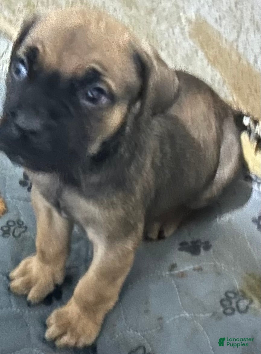 Cane Corso dogs Cane Corso Puppy 2 - Ad 33