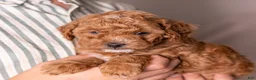 Miniature Poodle dogs for sale: Glee - Ad 3