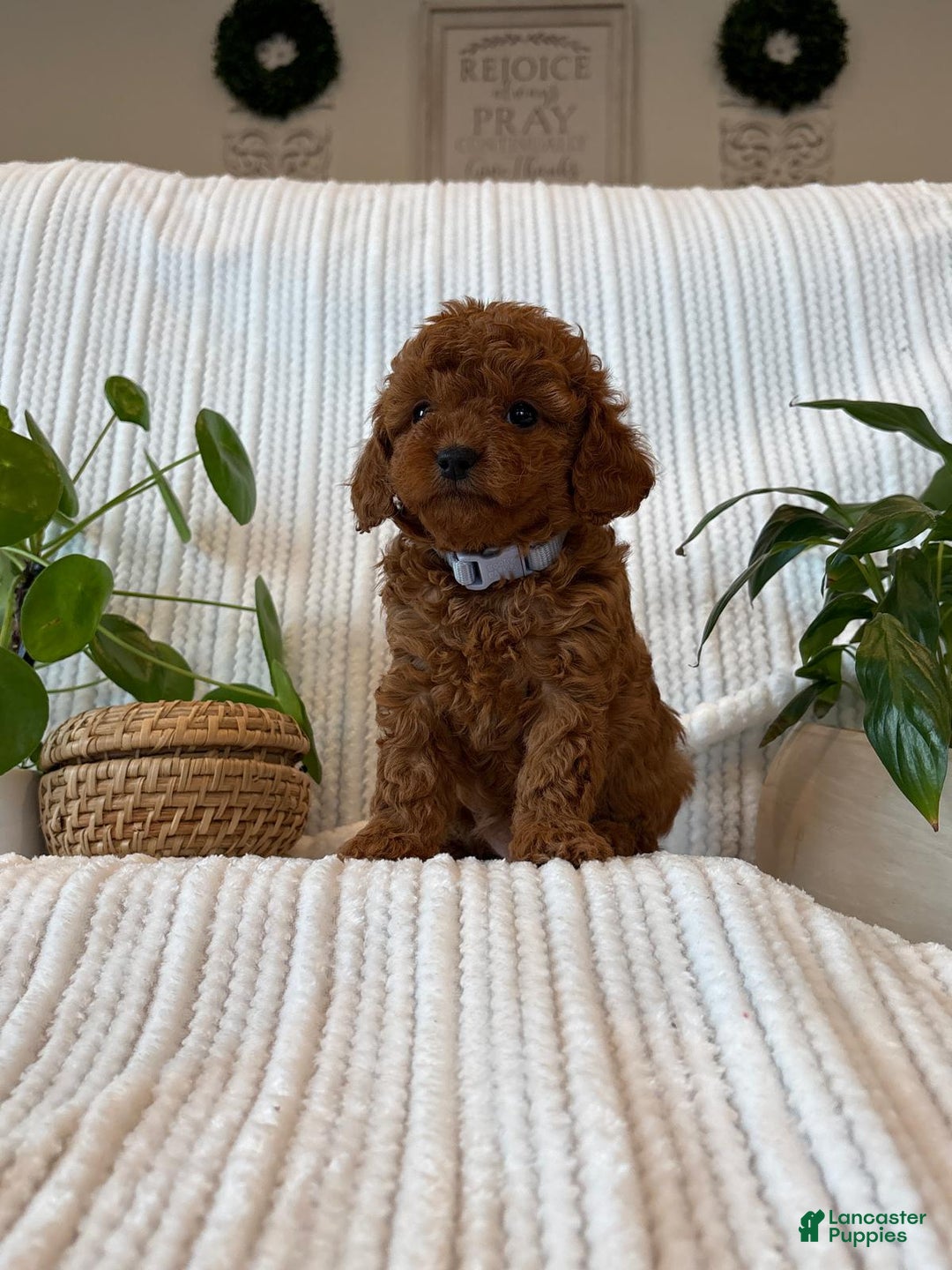 Cavapoo dogs for sale: Zoe - Ad 1