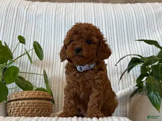Cavapoo dogs Zoe - Ad 39