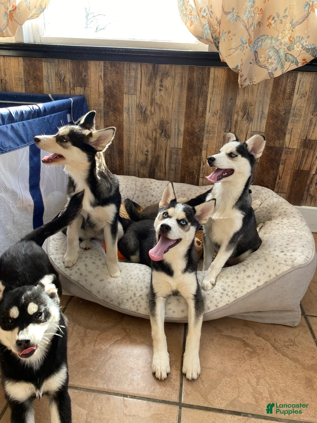 Pomsky dogs for sale: Kitty  - Ad 3