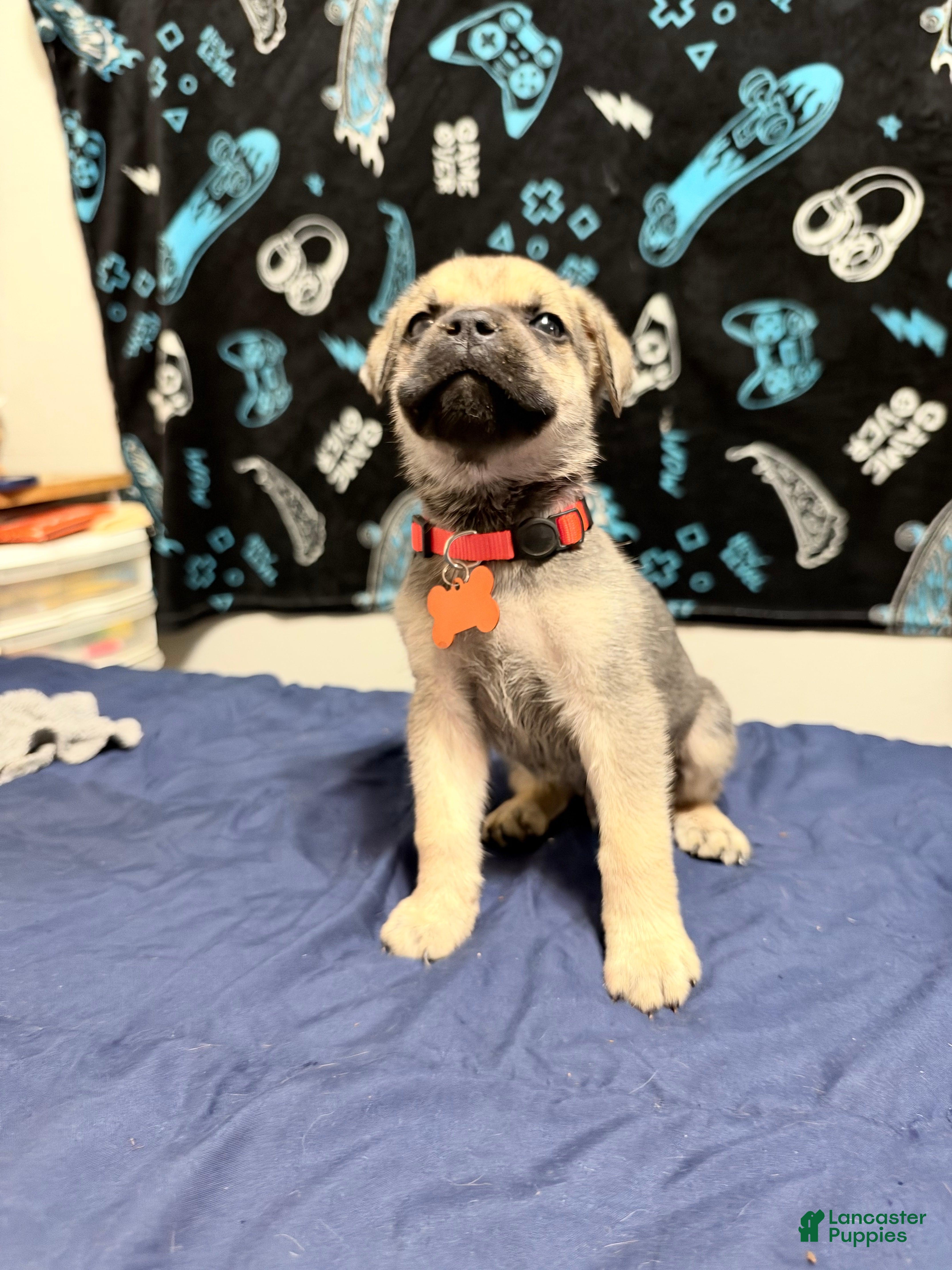 Cane Corso dogs tony-orange collar  - Ad 33