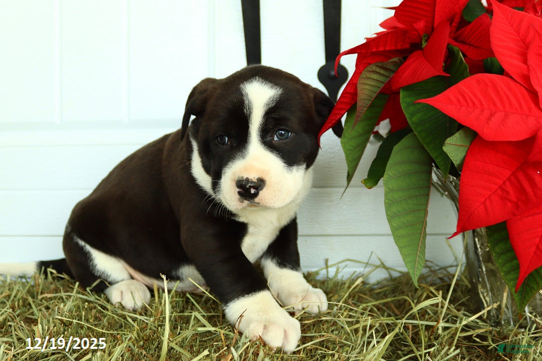 Mixed Breed dogs for sale: Rover - Ad 5