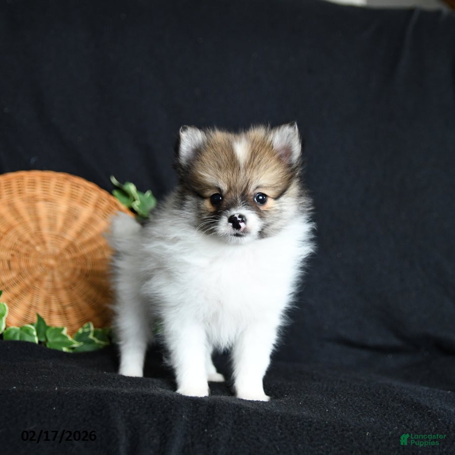 Pomeranian dogs Flicker - Ad 1