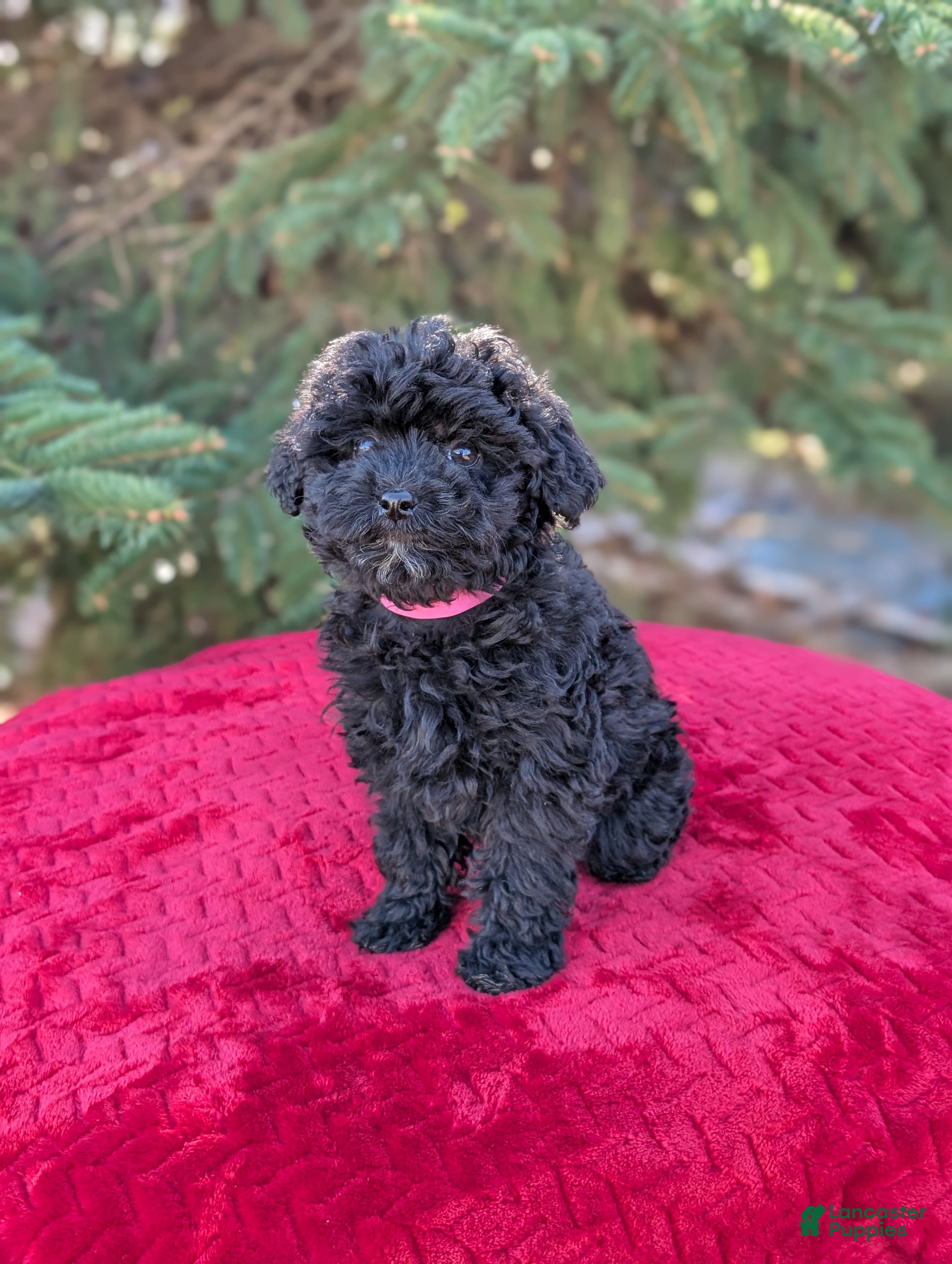 Shihpoo dogs Willow  - Ad 37