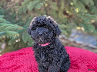 Shihpoo dogs Willow - Ad 13