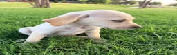 Labrador Retriever dogs for sale: Labrador Retriever 8 - Ad 9