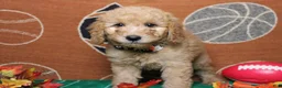 Goldendoodle dogs for sale: Meatball - Ad 5