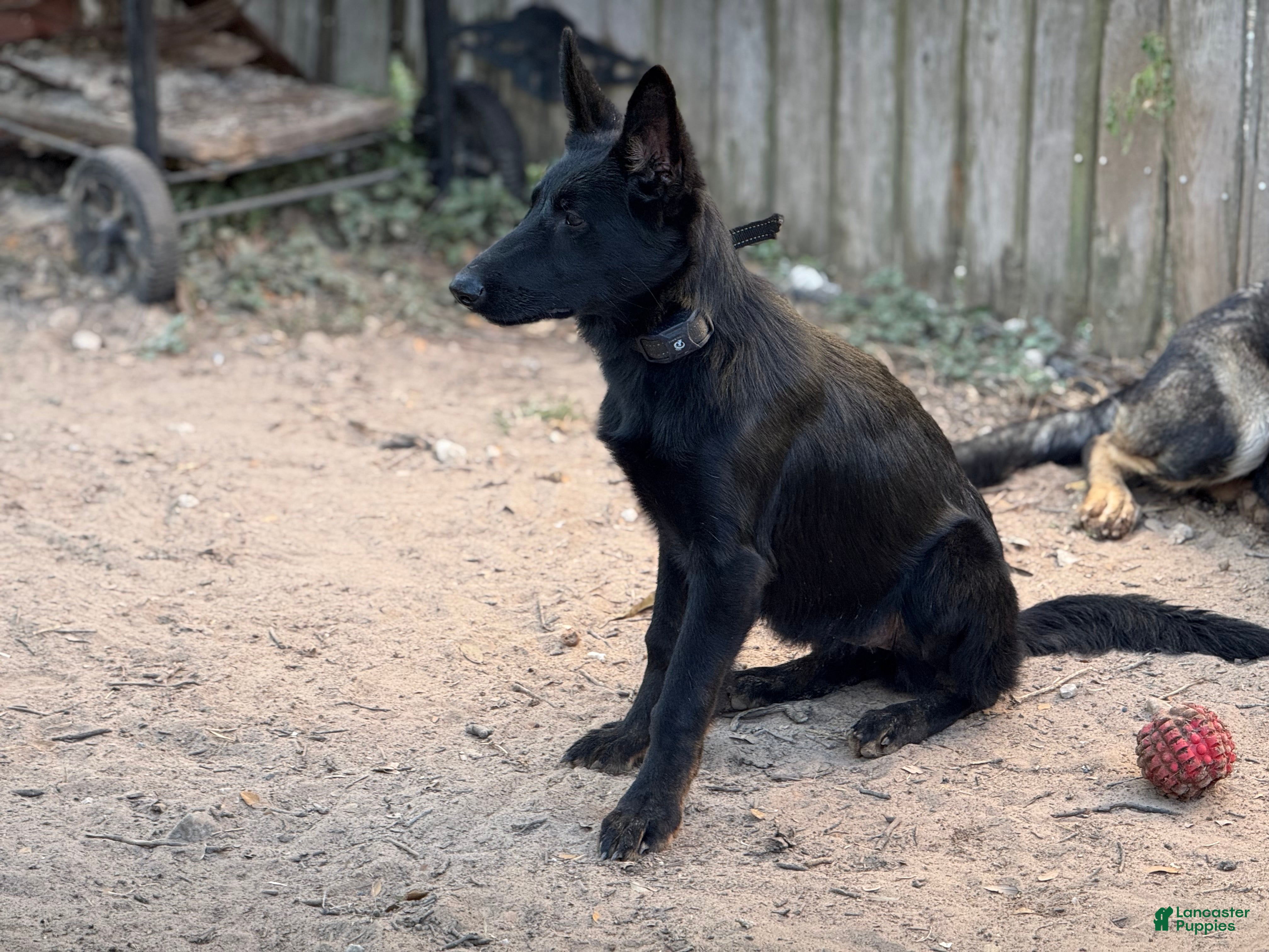 German Shepherd dogs German Shepherd Puppy 4 - Ad 19