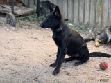 German Shepherd Puppy 4