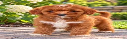 Cavapoo dogs for sale: Arya - Ad 2