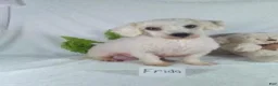 Yochon dogs for sale: Gizmo - Ad 6