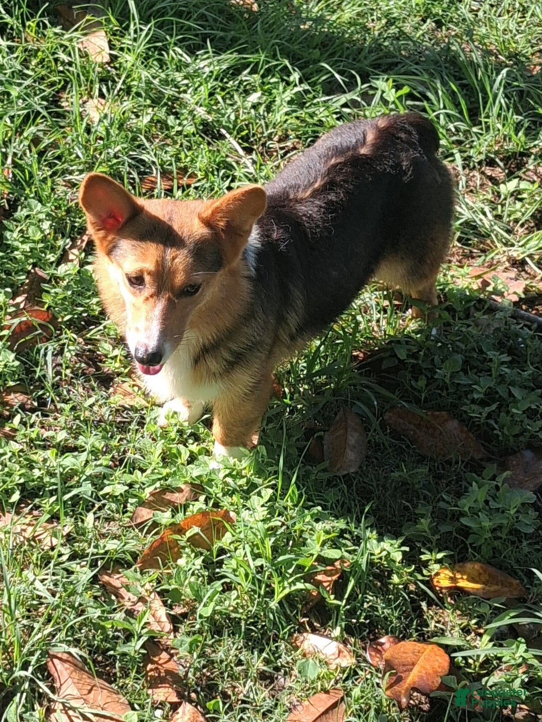 Welsh Corgi Pembroke dogs Welsh Corgi Pembroke Puppy  - Ad 4