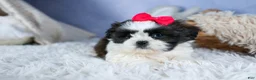 Shih Tzu dogs for sale: HONEY - Ad 11