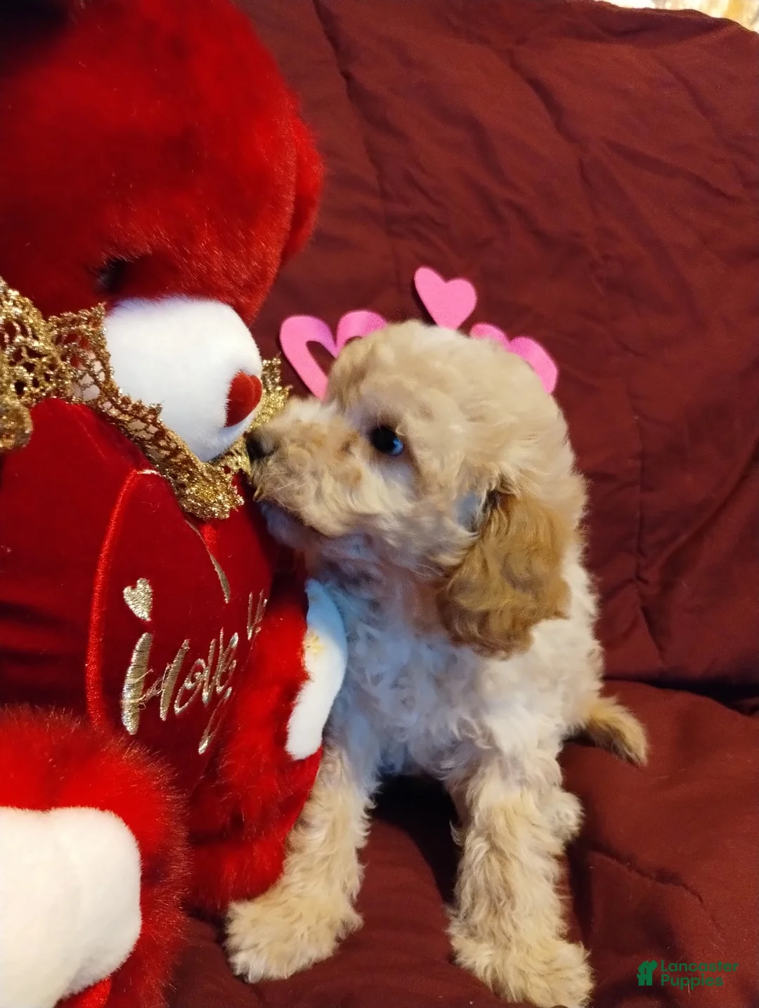 Cavapoochon dogs for sale: Teddy - Ad 5