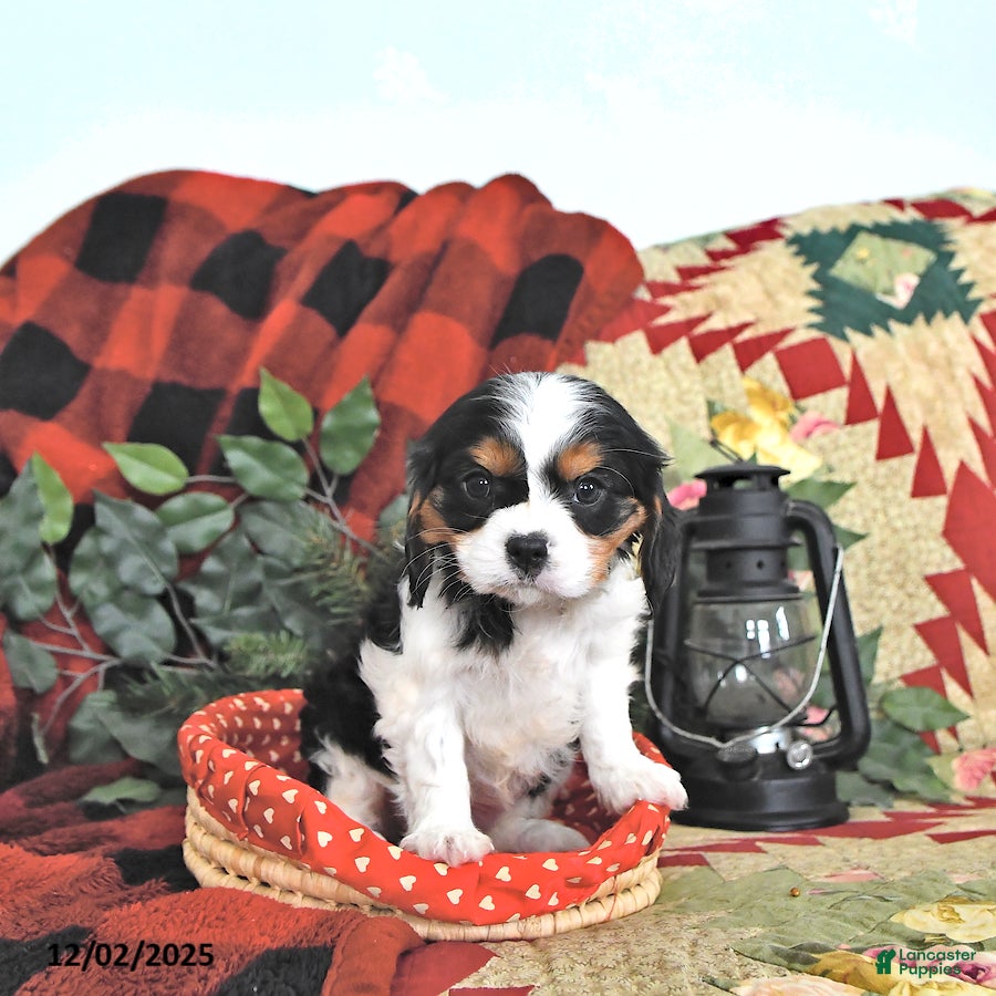 Cavalier King Charles Spaniel dogs Theo - Ad 39