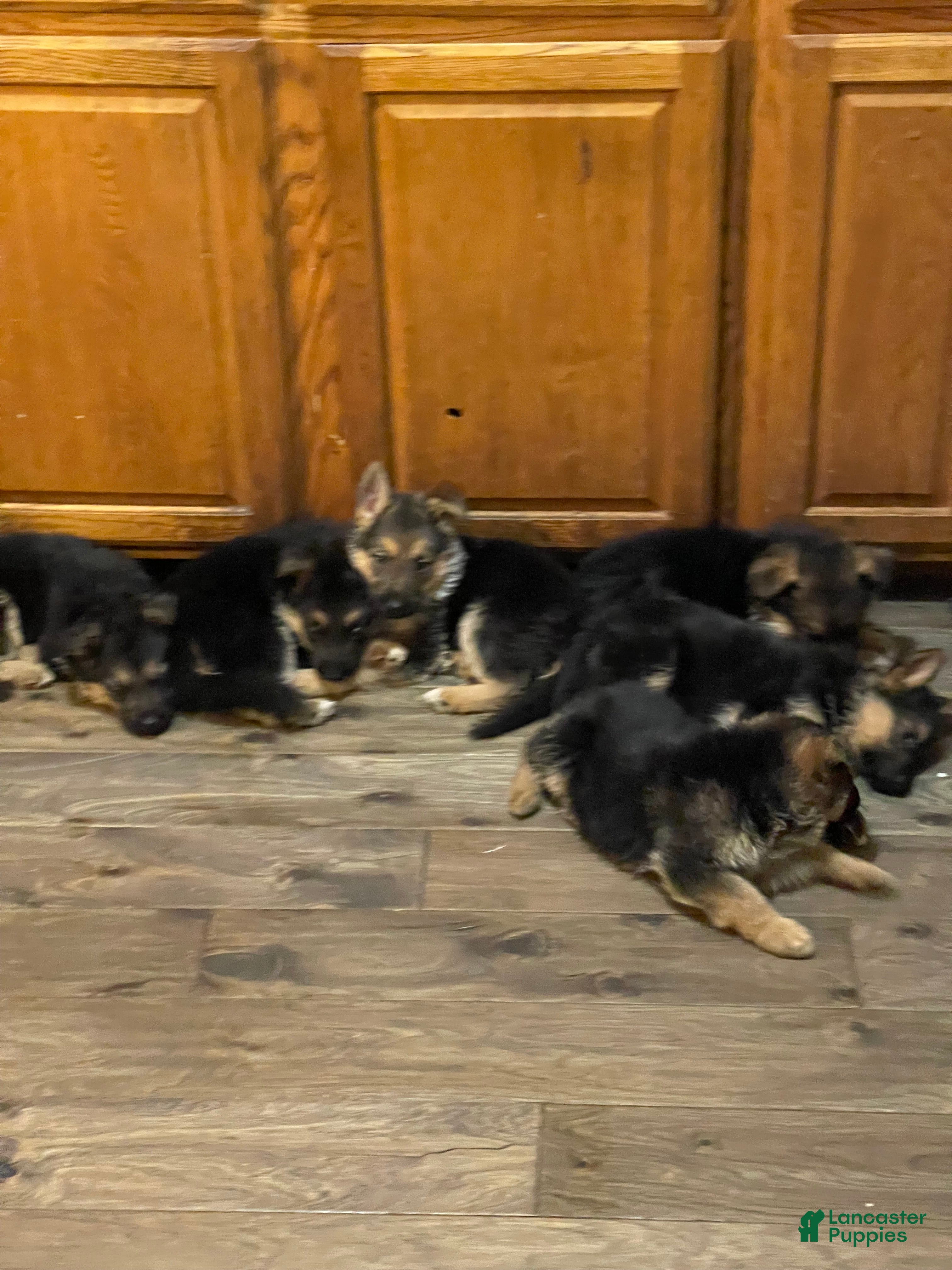 German Shepherd dogs Tiny girl - Ad 32