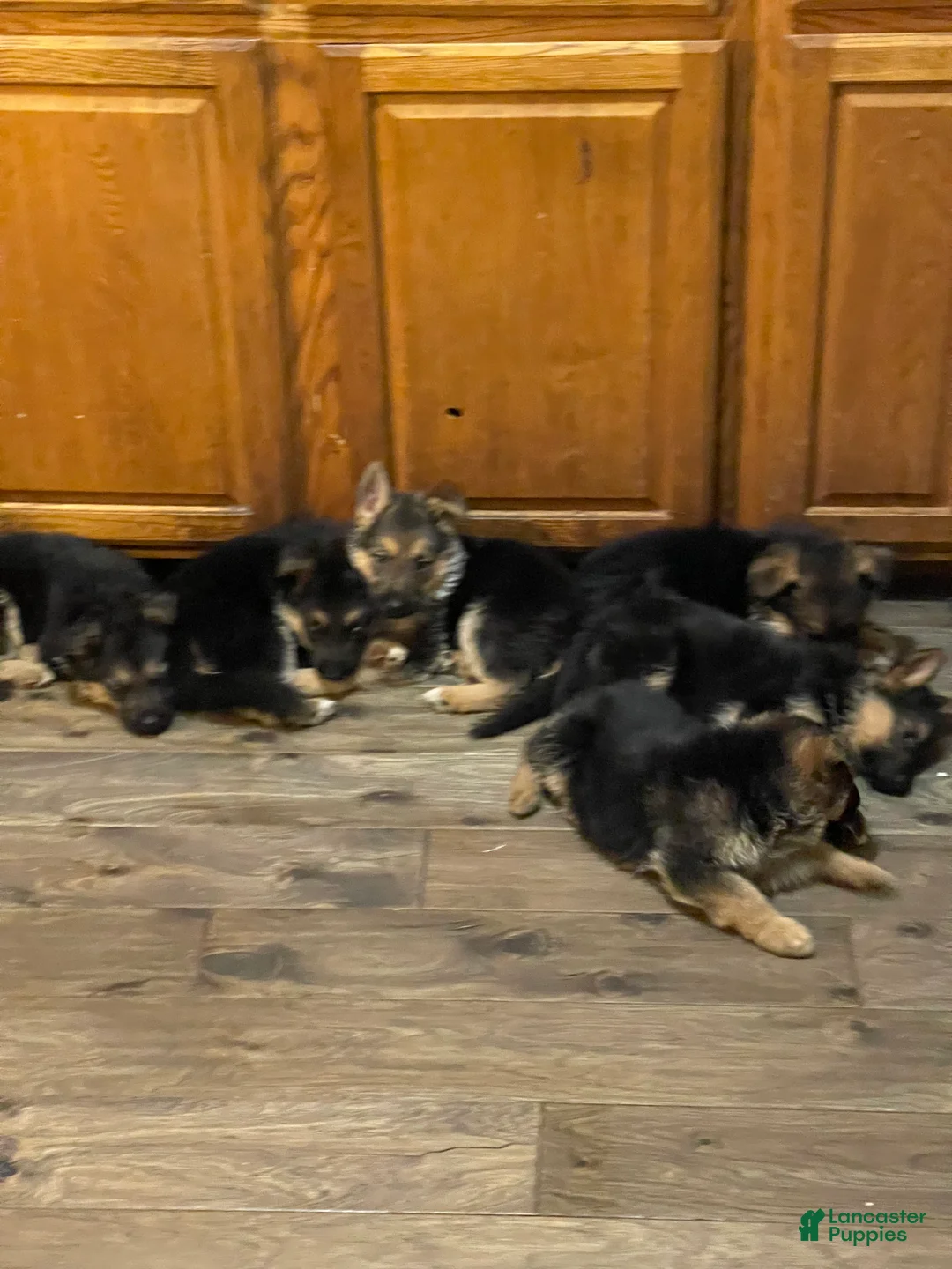 German Shepherd dogs for sale: Tiny girl - Ad 1