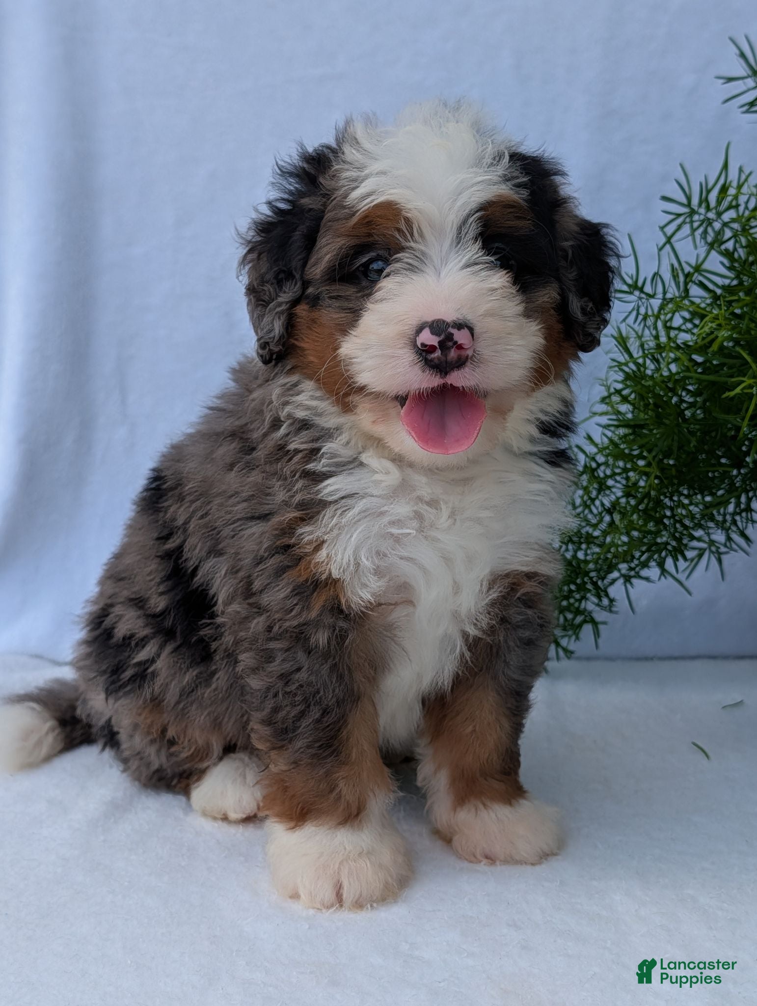 Mini Bernedoodle dogs Mini Louie  - Ad 1