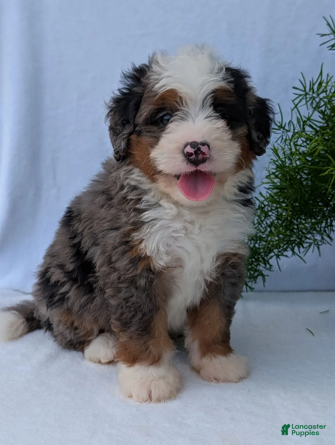 Mini Bernedoodle dogs for sale: Mini Louie  - Ad 1