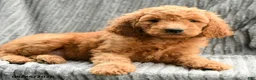 Goldendoodle dogs for sale: Frankie - Ad 4