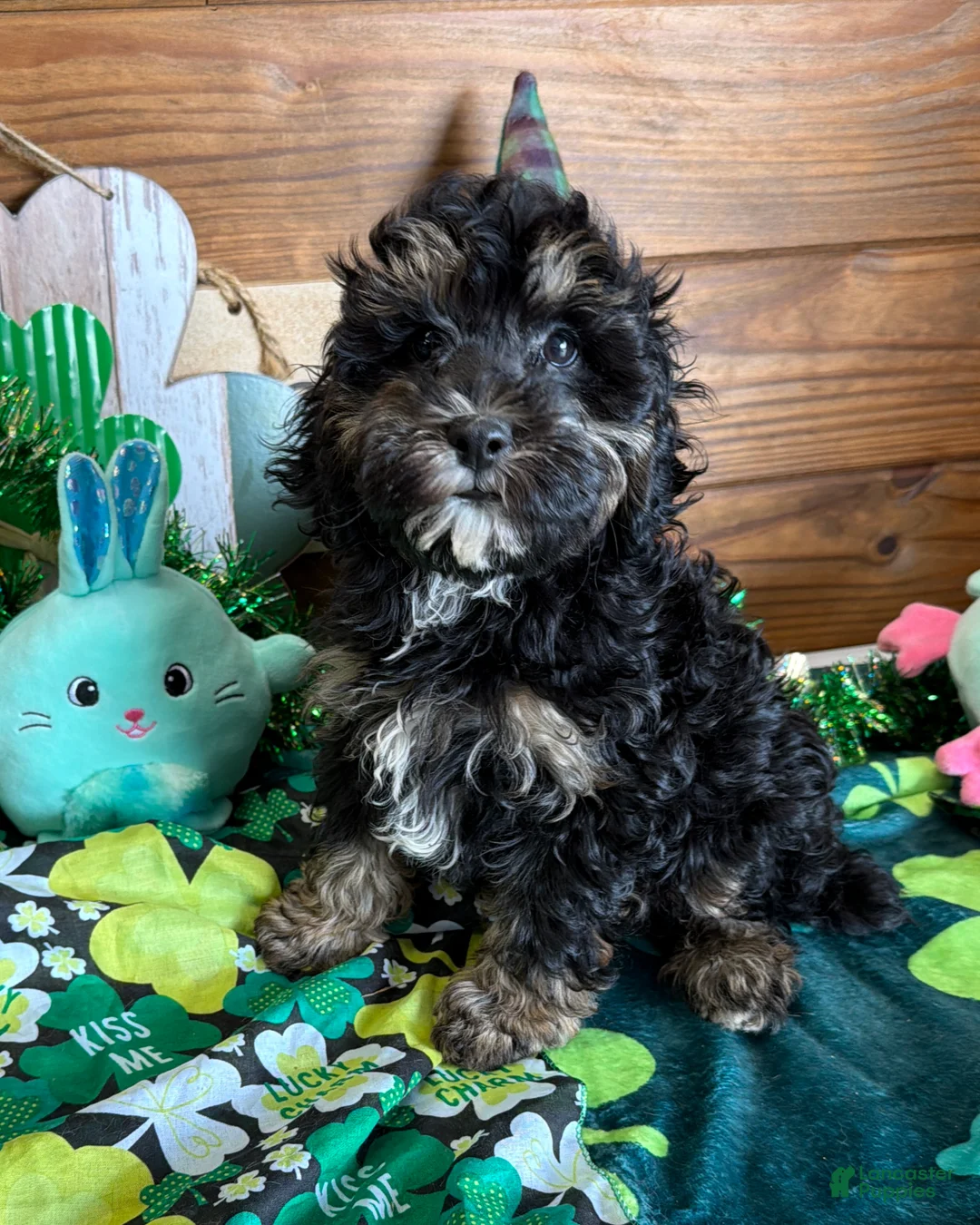 Cockapoo dogs for sale: Abe - Ad 2