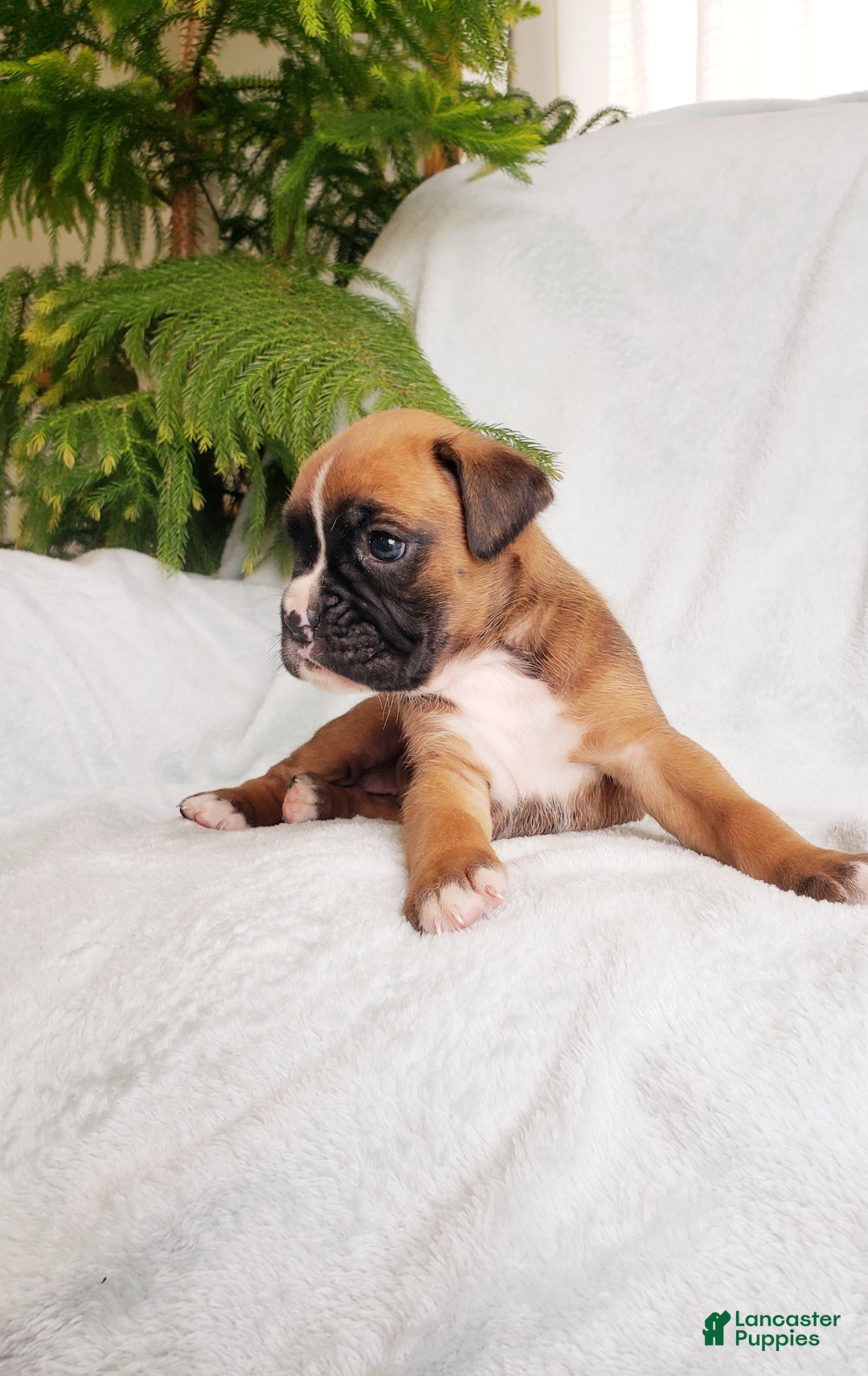 Boxer dogs for sale: Sheila - Ad 4