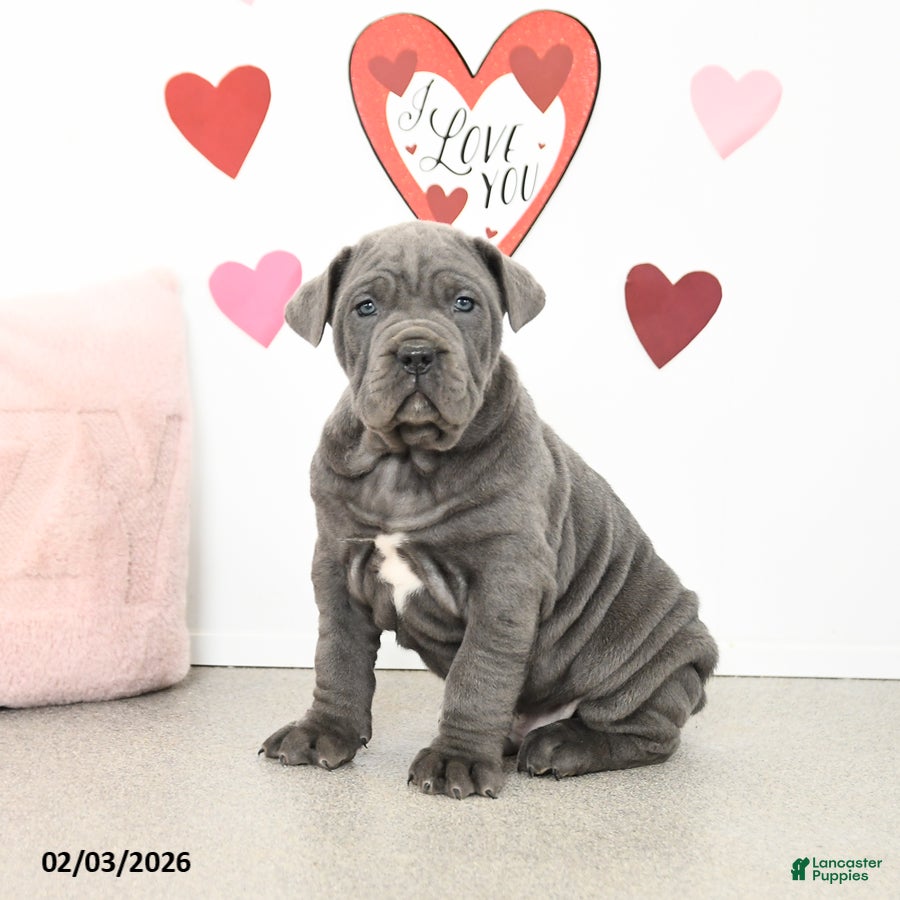 Cane Corso dogs Charlie - Ad 2
