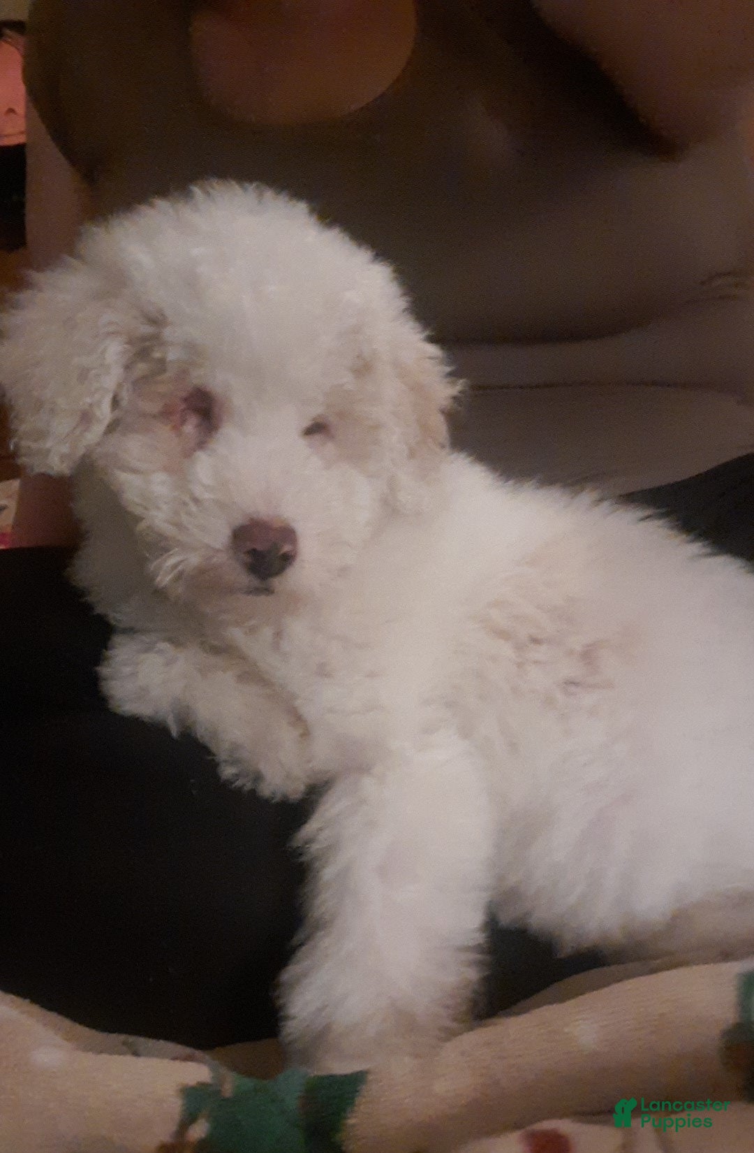 Miniature Poodle dogs Lennon ☆BLIND☆ - Ad 2