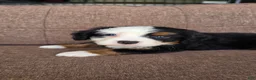 Miniature Bernese Mountain Dog dogs for sale: Tom Collins - Ad 3