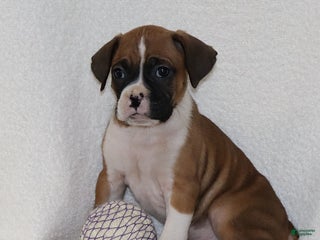 Mixed Breed dogs Louie - Ad 36